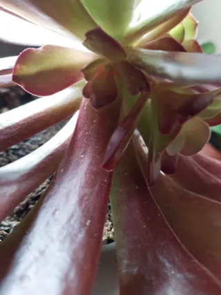 Planta Suculenta Aeonium