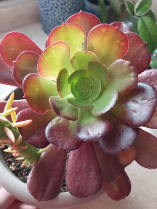 Planta Suculenta Aeonium