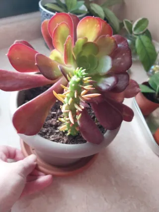 Planta Suculenta Aeonium