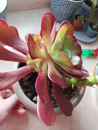 Planta Suculenta Aeonium