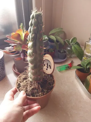 Cactus coleccionista