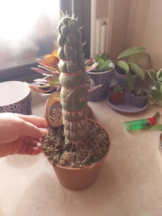 Cactus coleccionista