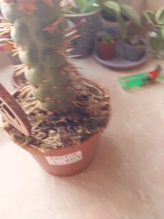 Cactus coleccionista