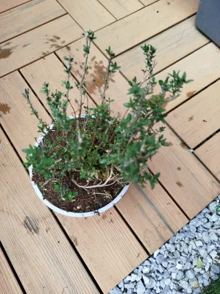 Planta de Tomillo. Planta aromática