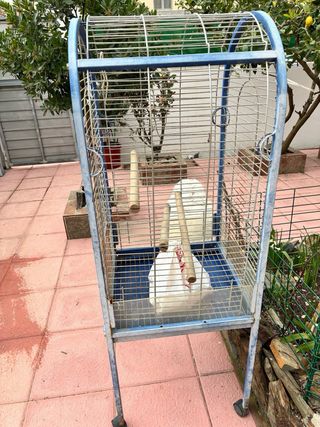 Jaula grande para loro / aves grandes