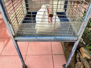 Jaula grande para loro / aves grandes