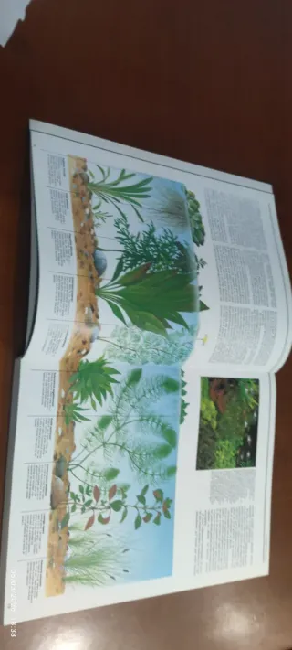 Peces de Acuario - G.P.I. - (Spanish Edition)