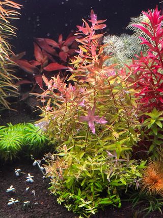 Rotala Macrandra Mini Tipo 4 Green