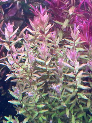 Rotala Macrandra Mini Tipo 4 Green