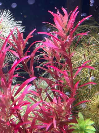 Rotala Blood Red