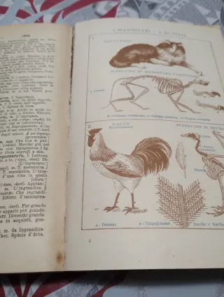 Piccolo dizionario della lingua italiana