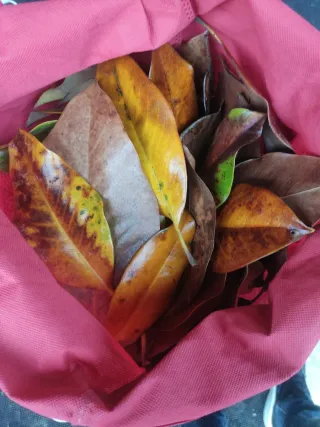 Hojas, ramas de magnolio :  acuario,terrario...