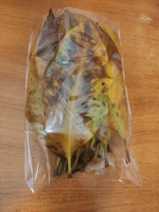 Hojas, ramas de magnolio :  acuario,terrario...