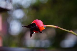 Objetivo Mir 1B 2.8/37 para sony E