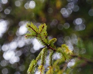 Objetivo Mir 1B 2.8/37 para sony E