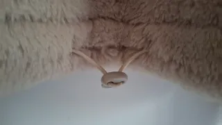 Sudadera Bershka Babygirl