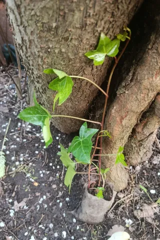 Planta de hiedra natural