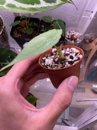 Alocasia heterophylla Dragon's Breath