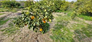 ¿VENDES PARCELA RUSTICA O URBANA ?