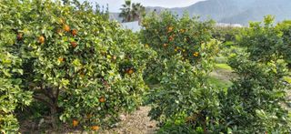 ¿VENDES PARCELA RUSTICA O URBANA ?