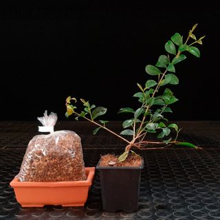 Eugenia Shohin Bonsai Zero
