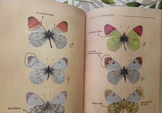 Las mariposas diurnas de Sierra Nevada