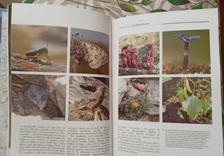 Las mariposas diurnas de Sierra Nevada