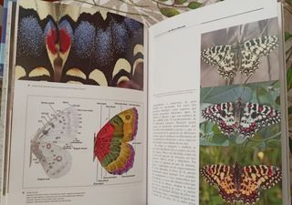 Las mariposas diurnas de Sierra Nevada