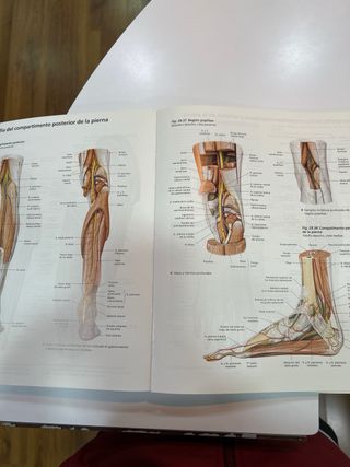 Prometheus. Atlas de Anatomía (Spanish Edition)