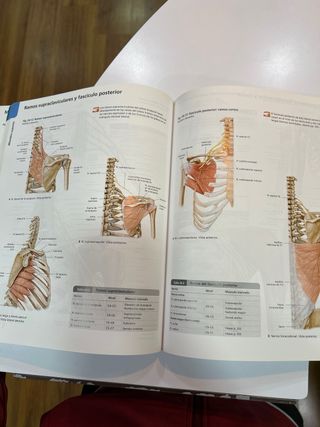 Prometheus. Atlas de Anatomía (Spanish Edition)