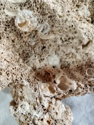 Pietre calcaree per acquario/terrario