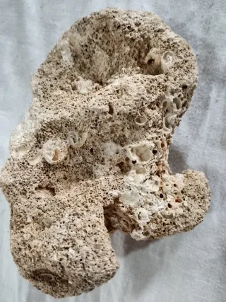 Pietre calcaree per acquario/terrario