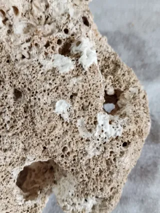 Pietre calcaree per acquario/terrario