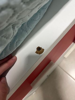 Cama nido con 4 cajones grandes y otra cama abajo