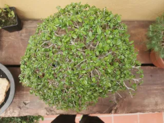 Bonsái Olmo 15 años