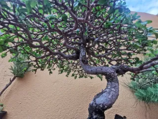 Bonsái Olmo 15 años