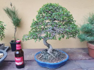 Bonsái Olmo 15 años