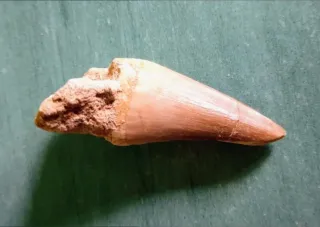 Fósil Tiranosaurio Rex Certificado