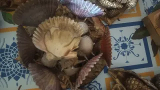 Figura Ángel en Concha Decorativa