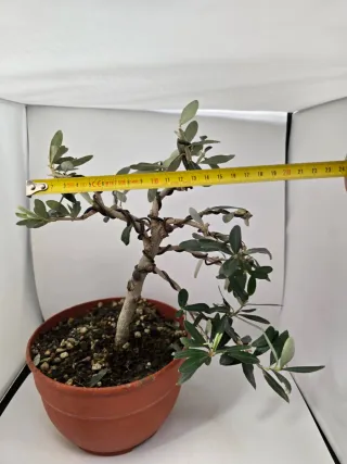 Bonsai Olivo