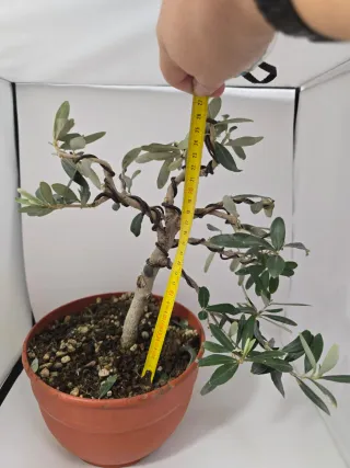 Bonsai Olivo