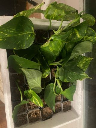 Esquejes Pothos Planta Teléfono