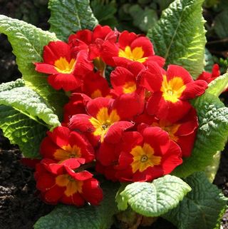 semi Primula miste