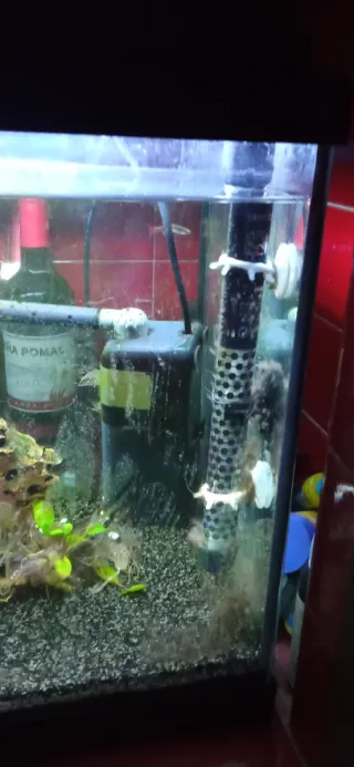 Pecera con plantas y rocas