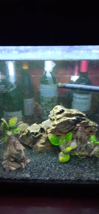 Pecera con plantas y rocas