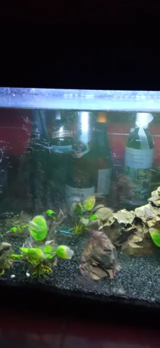 Pecera con plantas y rocas