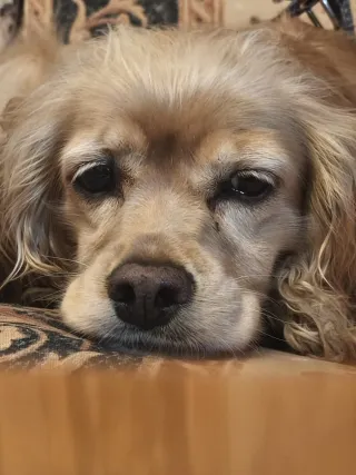 Servicio de cuidado de mascotas y estancia