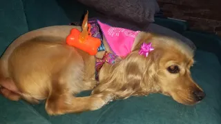 Servicio de cuidado de mascotas y estancia