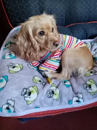 Servicio de cuidado de mascotas y estancia