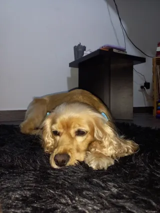 Servicio de cuidado de mascotas y estancia